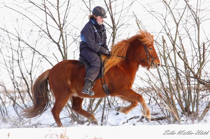 Draumey Galopp 04_02_2012 b.jpg - Auch Draumey und Ninja haben Spass bei diesem tollen Winterwetter.